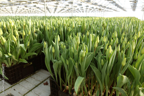 Plantation of tulips in the greenhouse . The flower farm.