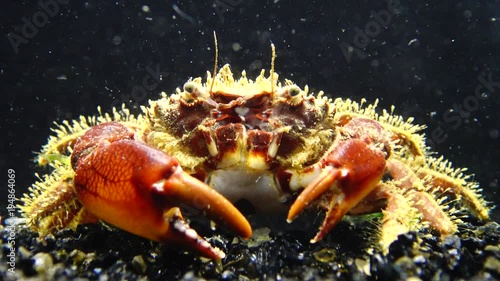 Hairy crab (Pilumnus hirtellus), medium shot. Black Sea. Ukraine. photo