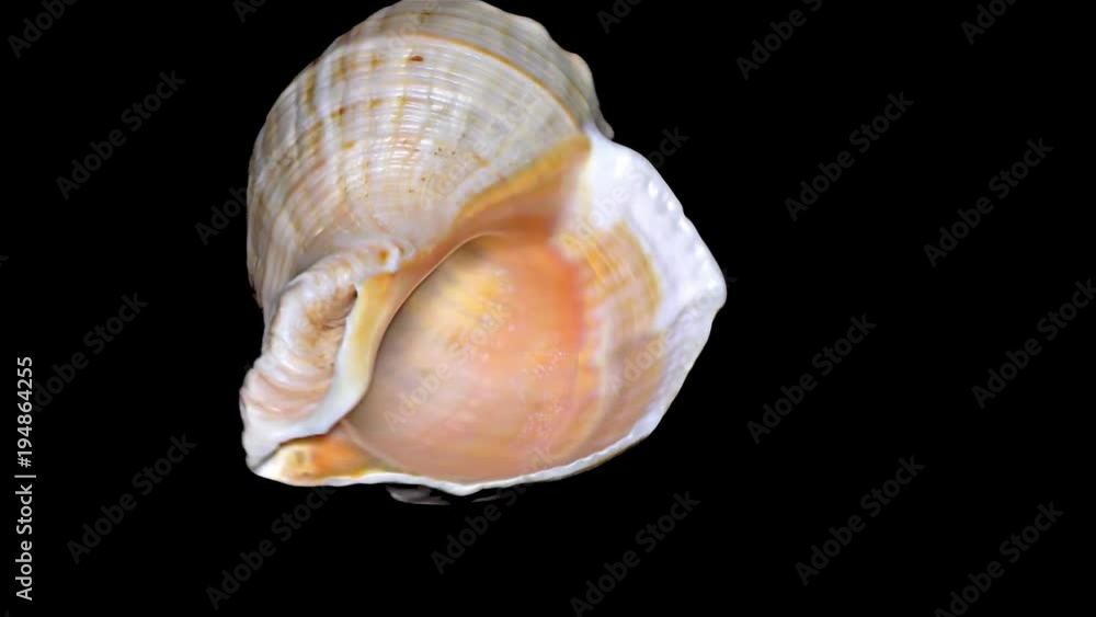 Seashell Isolated on Black Background – Orange and White Seashell Seashell Isolated on Black Background – Orange and White Seashell