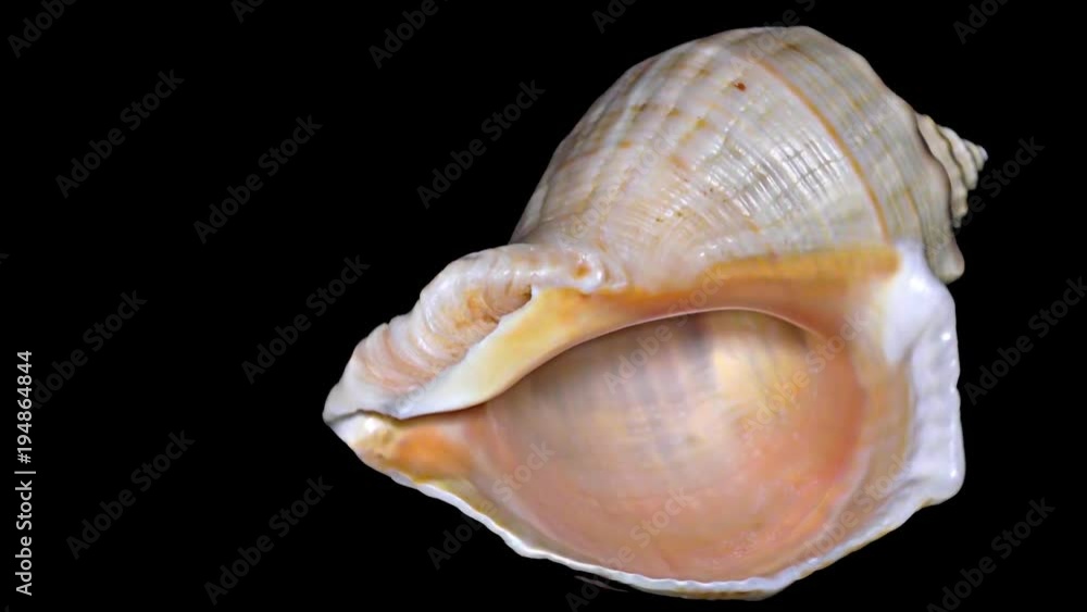 Seashell Isolated on Black Background – Orange and White Seashell Seashell Isolated on Black Background – Orange and White Seashell