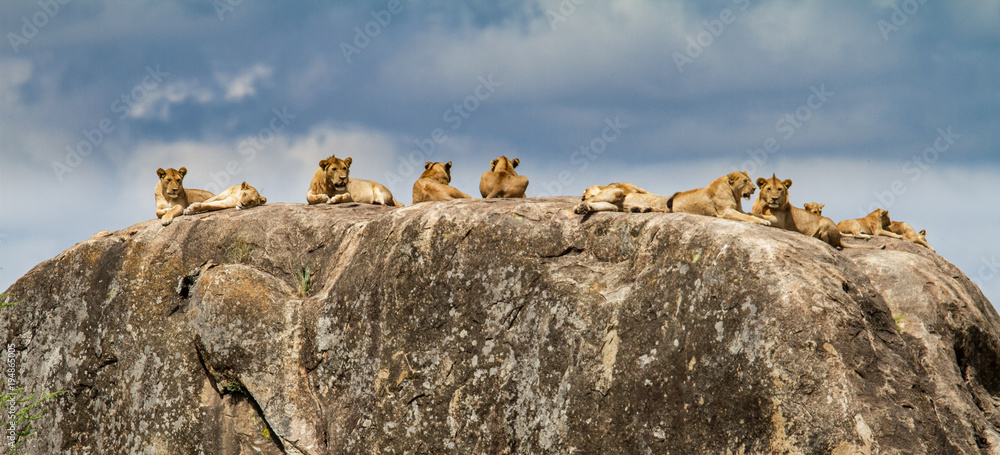 Lion family on a rock - granite kopje - in the Serengeti National Park in Tanzania - obrazy, fototapety, plakaty 