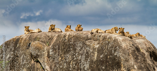 Lion family on a rock - granite kopje - in the Serengeti National Park in Tanzania photo