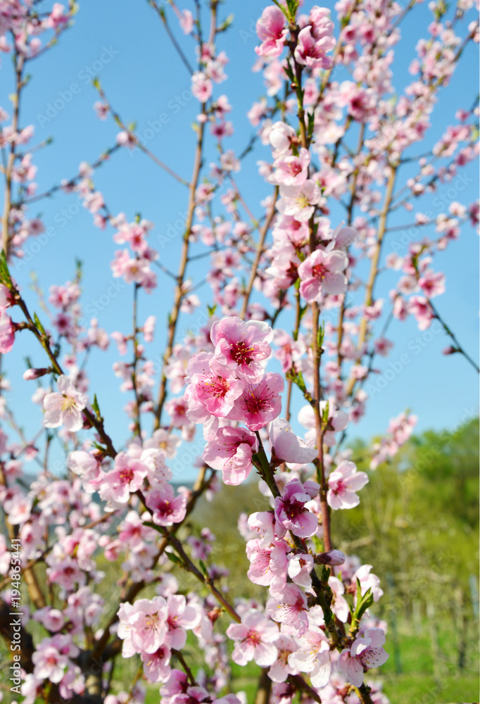 Apricot blossom in Wachau Austria along the Danube river Apricot blossom in Wachau Austria along the Danube river