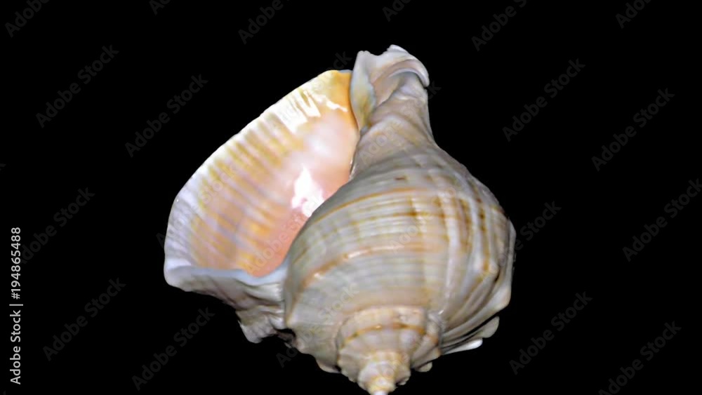 Seashell Isolated on Black Background – Orange and White Seashell Seashell Isolated on Black Background – Orange and White Seashell