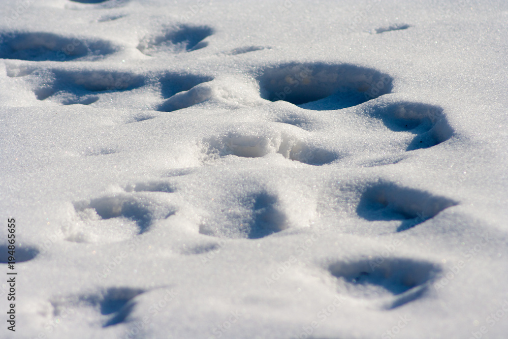 traces on snow background traces on snow background