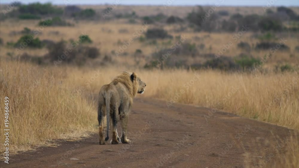 Male lion walks, stops and looks into the distance. Male lion walks, stops and looks into the distance.