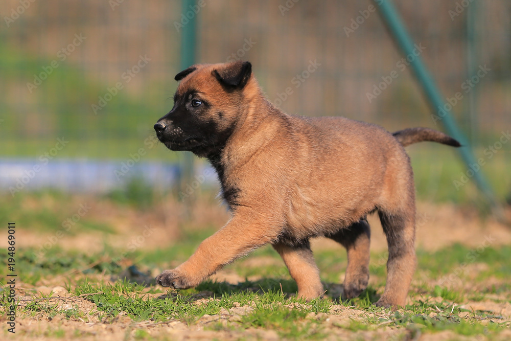 Puppy belgian shepherd