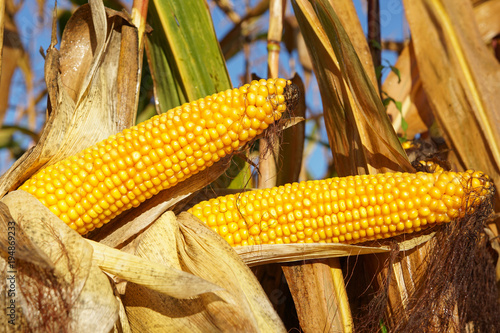 Corncob, Zea mays, fruits of autumn ready to reap