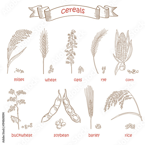 Sketched hand drawn cereals.