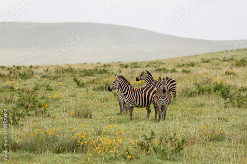 Zebra om the savanna in the Ngorongoro Crater in Tanzania