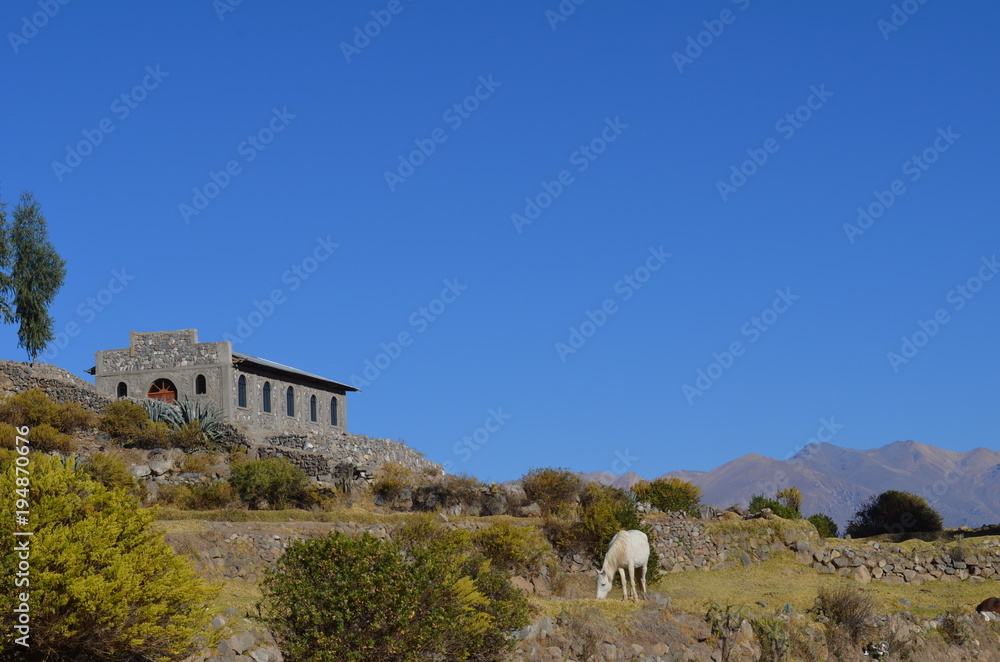 Fototapeta premium A beautiful white horse grazing on rural farm near Colca Canyon