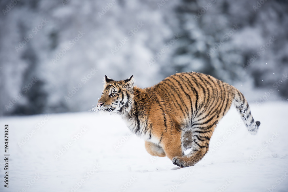 Young Siberian tiger running full speed across snow fields