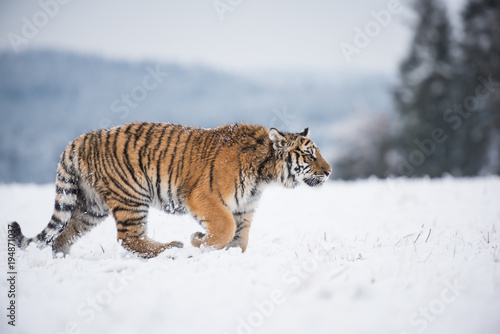 Young Siberian tiger walking in snow fields © Ivana Tačíková