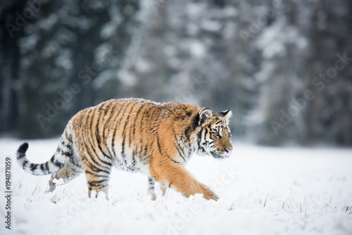 Young Siberian tiger silently walking in snow fields © Ivana Tačíková