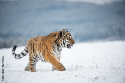 Young Siberian tiger walking in snow fields