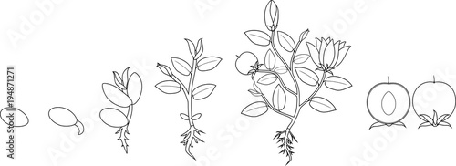Coloring page. Stages of growth of flowering plant from seed