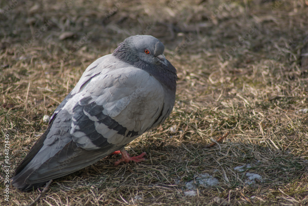 Obraz premium gołąb