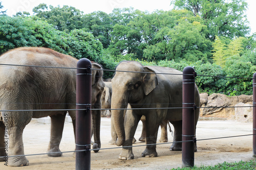 Canvas Print Elephants walking in a zoo