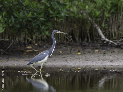 Tricolored Heron Fishing on the Pond