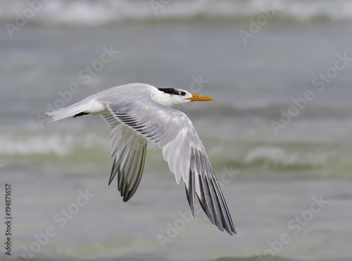 Royal Tern in Flight Over Ocean