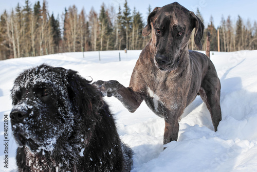 Great Dane tries really Hard to Capture the Attention of a Newfoundland Dog to play in the Snow