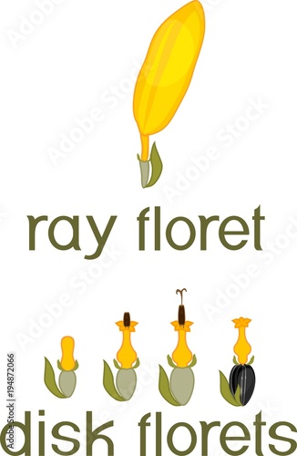 Fototapeta Naklejka Na Ścianę i Meble -  Ray zygomorphic and actinomorphic disk florets of inflorescence flower head or pseudanthium with titles