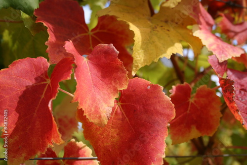 Vineyard Fall Color