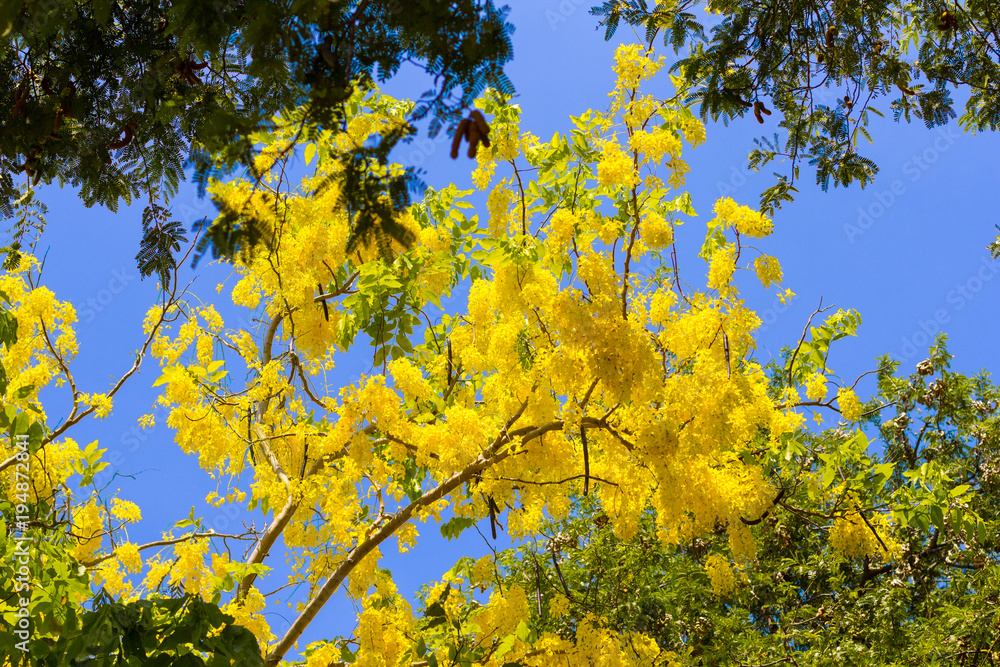 Golden shower tree with blue sky background. Golden shower tree with blue sky background.