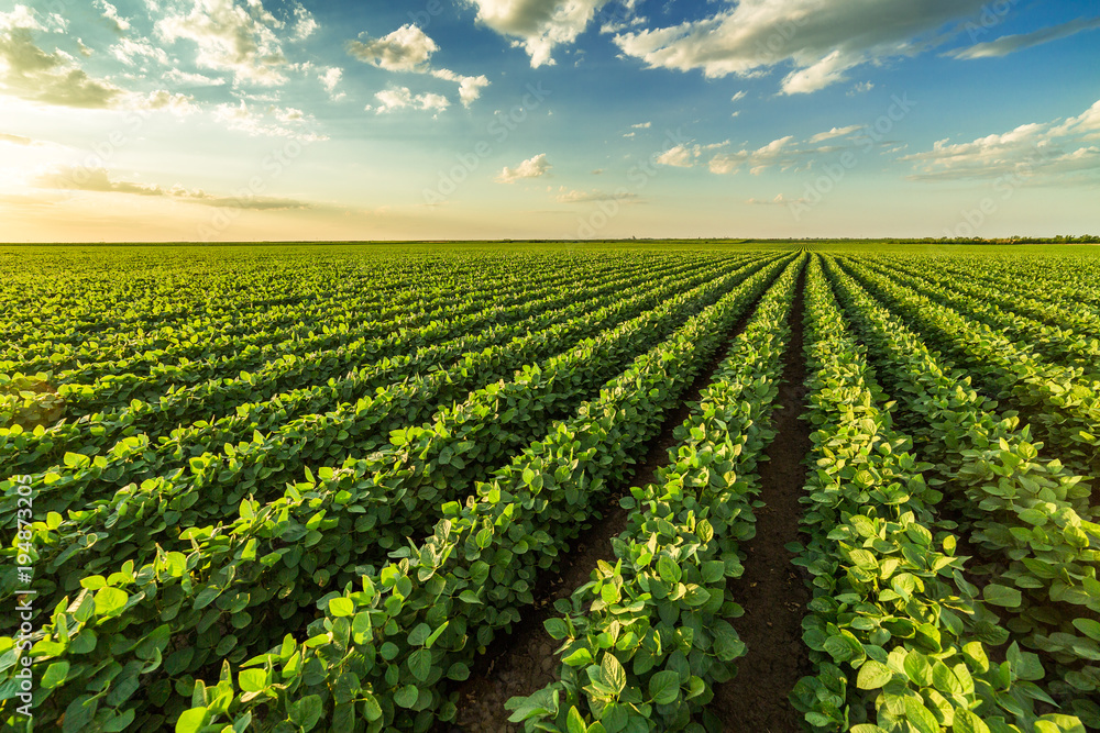 Green ripening soybean field, agricultural landscape