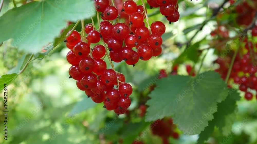 Red Ribes rubrum berries on the plant close-up HD footage - The redcurrant deciduous shrub fruit natural shallow video static camera Red Ribes rubrum berries on the plant close-up HD footage - The redcurrant deciduous shrub fruit natural shallow video static camera
