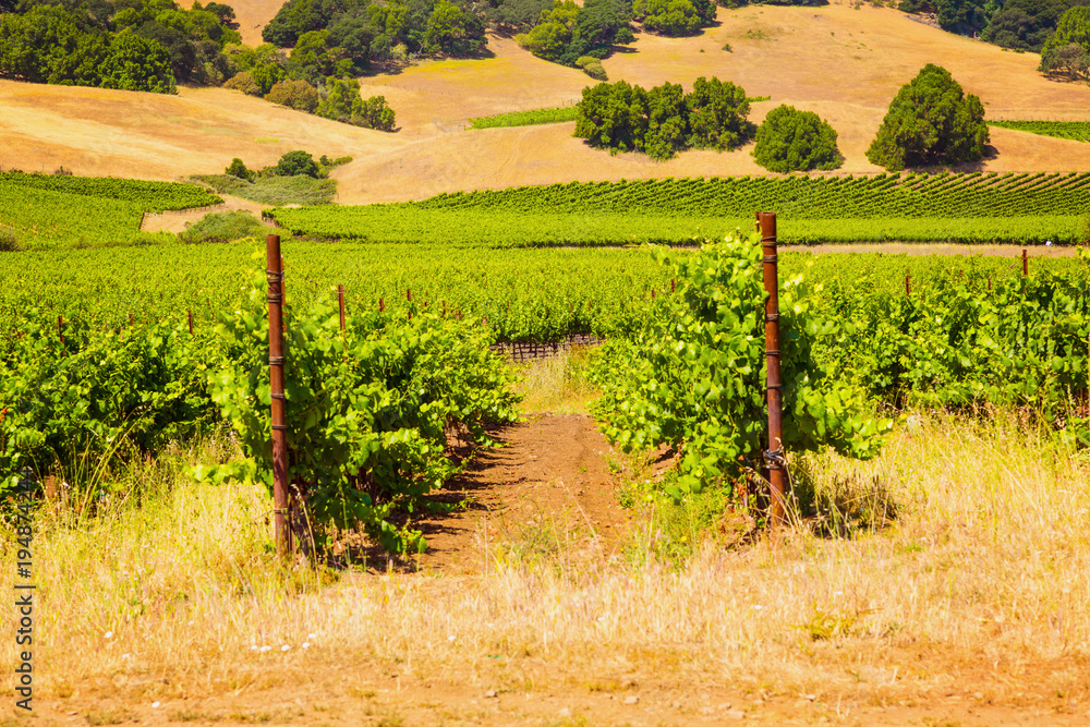 Californian vineyard landscape in Napa Valle