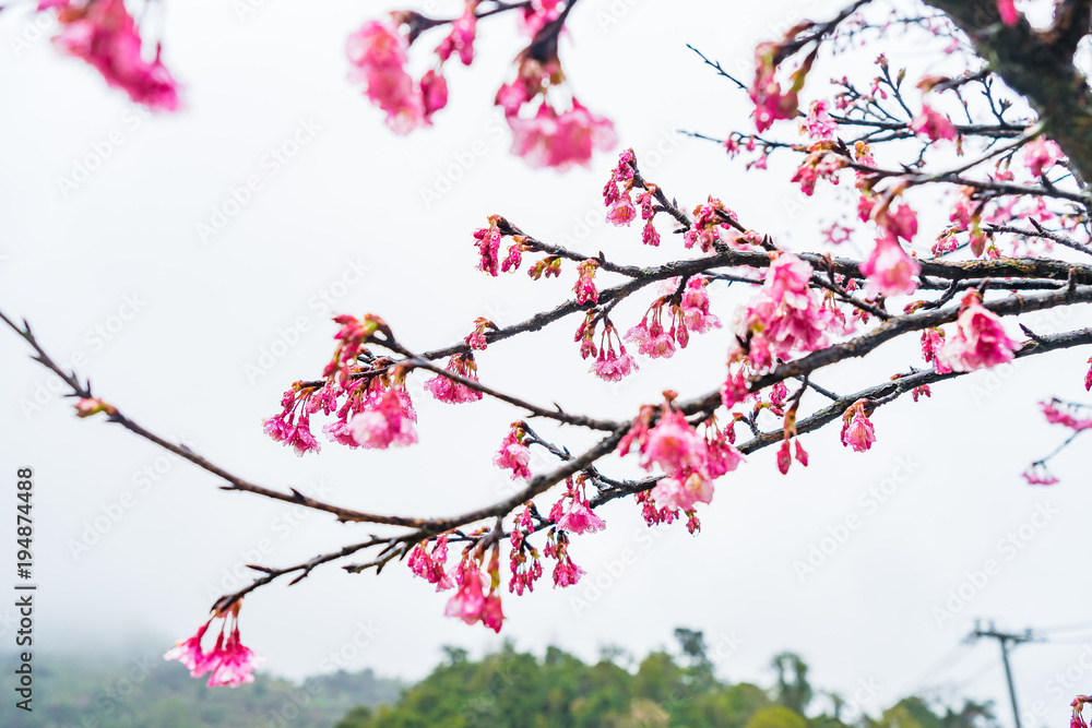 Cherry Blossom in the morning, Blooming Pink Japanese Sakura Cherry Blossom in the morning, Blooming Pink Japanese Sakura
