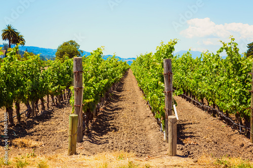 Californian vineyard landscape in Napa Valle