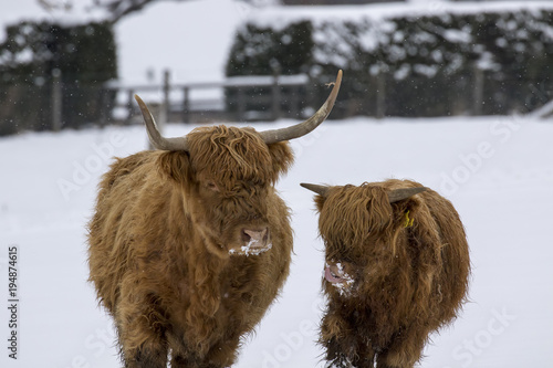 highland cow, bos taurus, coo, cattle, young and female foraging in snow covered field within the cairngorms national park, scotland