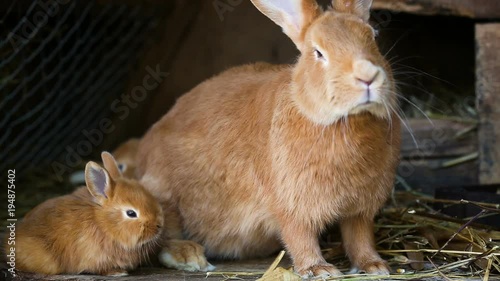 little rabbits family at cage