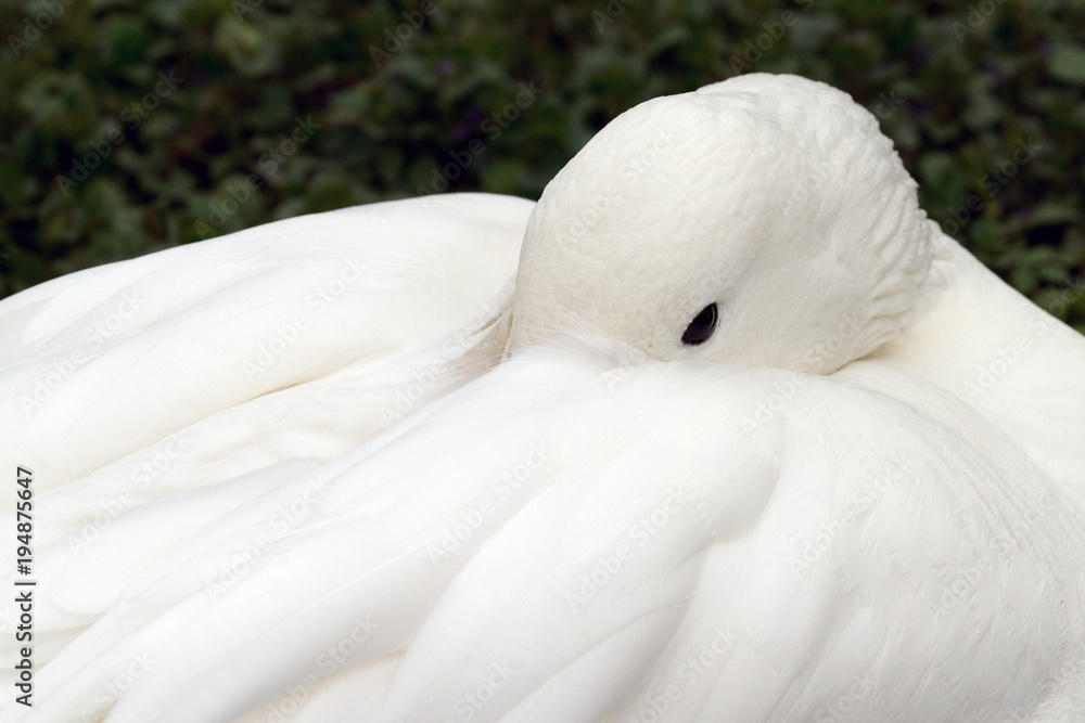 Fototapeta premium Gans