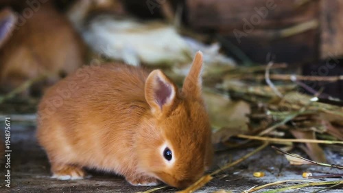 little rabbits family at cage