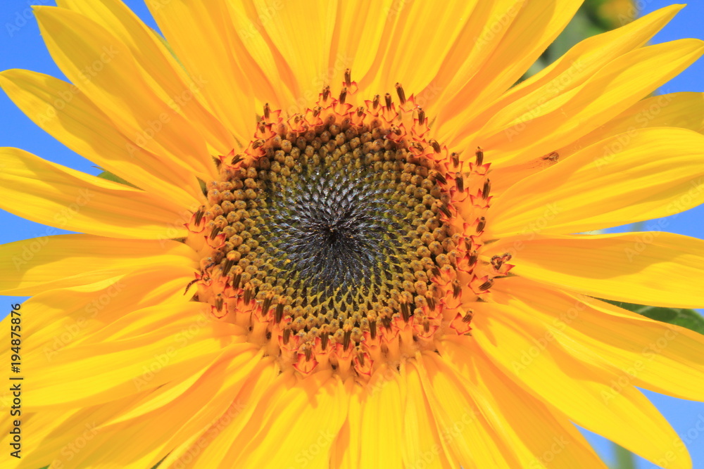 Naklejka premium Sonnenblume in Straelen Deutschland