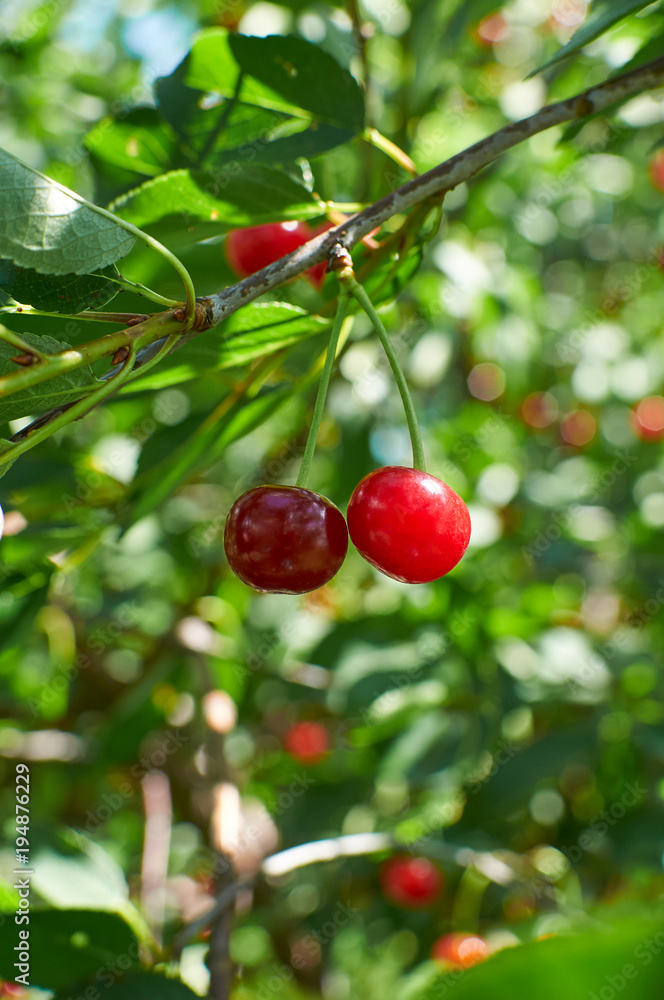 Obraz premium Two red ripe cherries growing on the tree