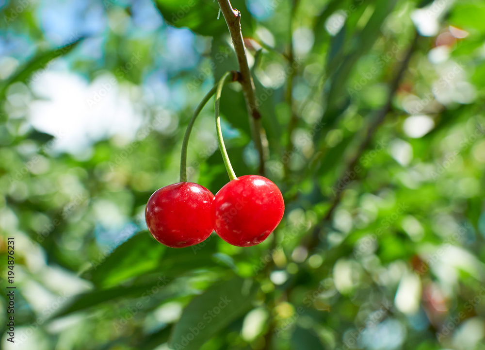 Obraz premium Two red ripe cherries growing on the tree