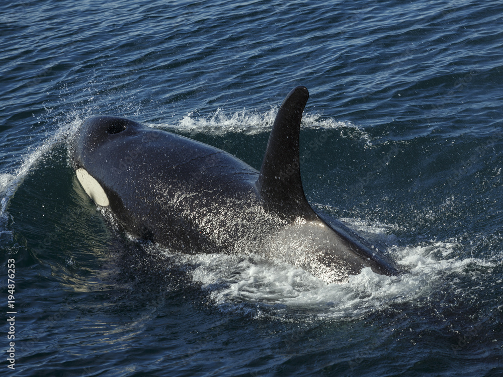 Obraz premium Killer Whales in the Kenai Fjords National Park, Alaska, USA