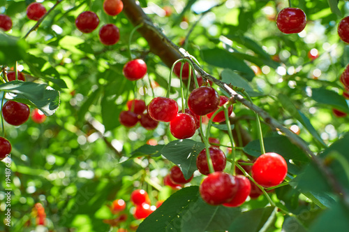 Many red ripe cherries growing on the tree