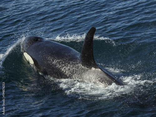 Killer Whales in the Kenai Fjords National Park, Alaska, USA