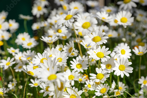 Daisy flowers on the spring meadow.