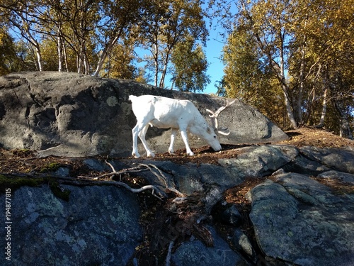 Fototapeta Naklejka Na Ścianę i Meble -  Albino reindeer completely white reindeer