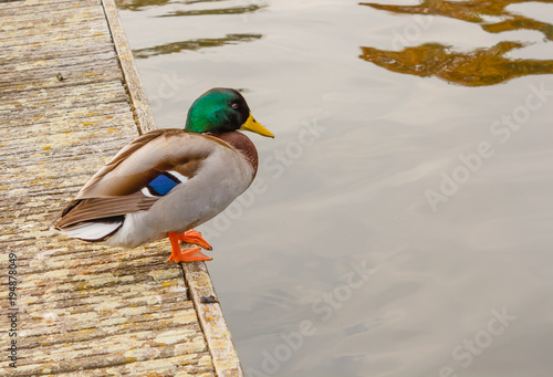 a male specimen of  the mallards / It is a water bird of the duck family living in the wetlands, in Italy it is called capoverde photo