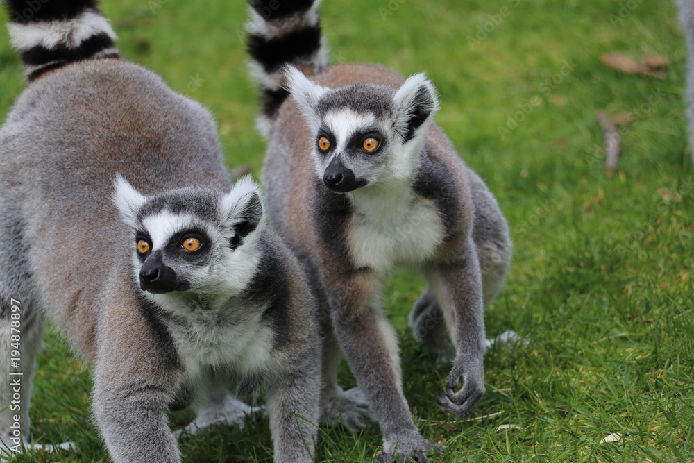 Obraz premium Kattas im Tierpark Deutschland