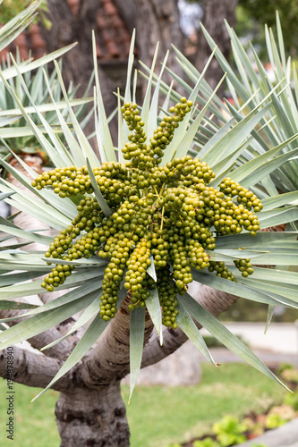 Seed head of Bangalow palm, Archontophoenix cunninghamiana photo