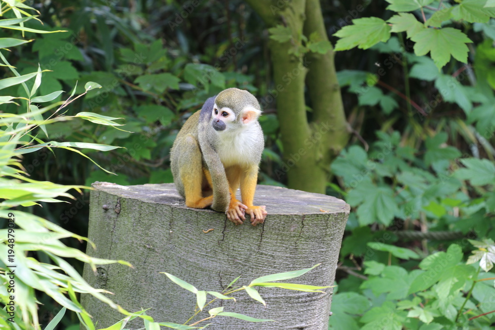 Obraz premium Totenkopfäffchen im Tierpark Deutschland