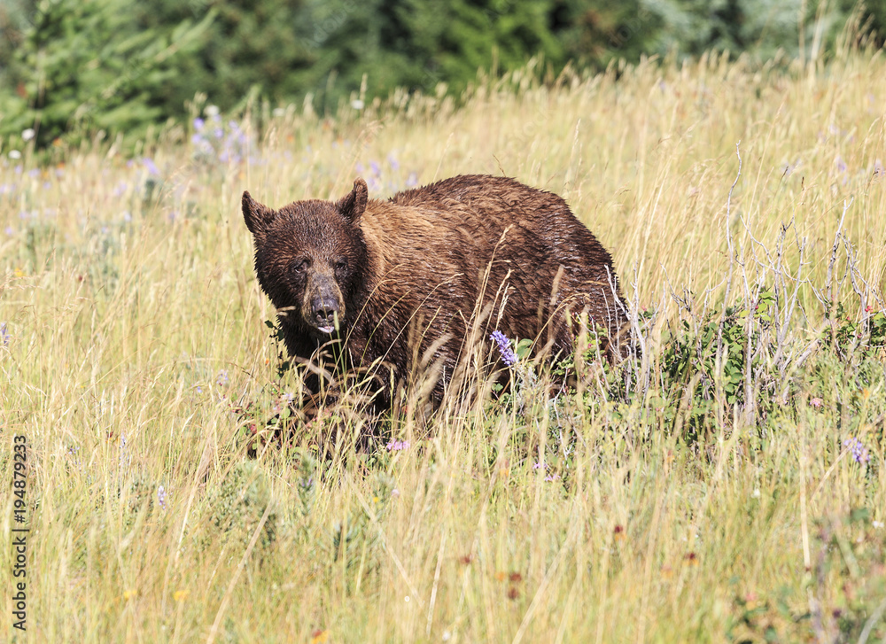 Bear in the Waterton national park, Canada Bear in the Waterton national park, Canada